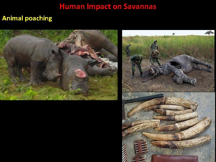 Human Impact on Savannas Animal poaching 