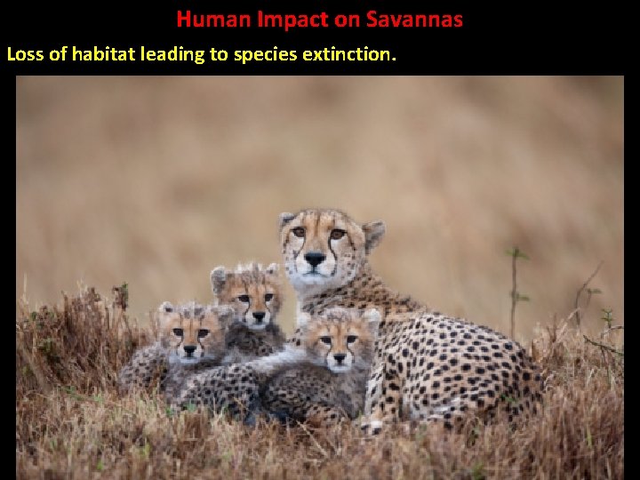 Human Impact on Savannas Loss of habitat leading to species extinction. 