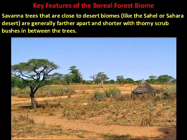 Key Features of the Boreal Forest Biome Savanna trees that are close to desert