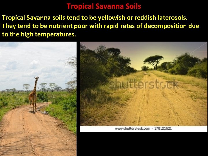 Tropical Savanna Soils Tropical Savanna soils tend to be yellowish or reddish laterosols. They