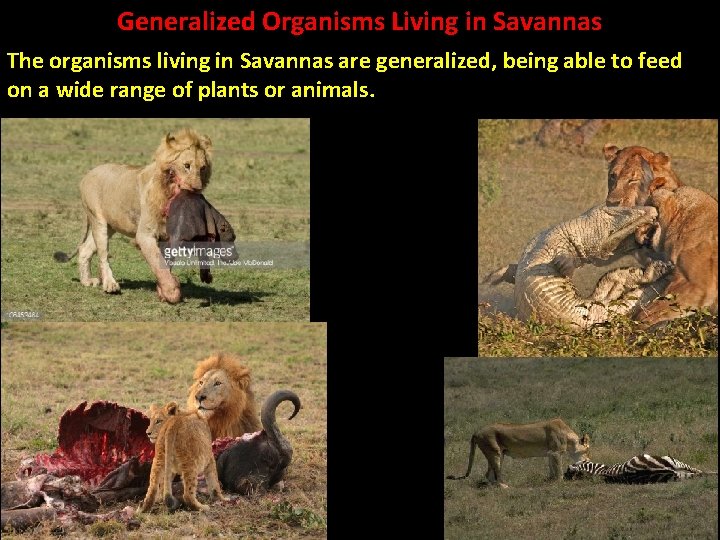 Generalized Organisms Living in Savannas The organisms living in Savannas are generalized, being able
