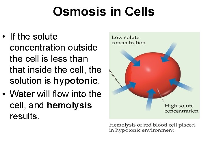 Osmosis in Cells • If the solute concentration outside the cell is less than