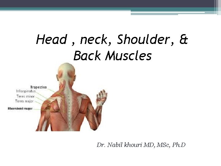 Head , neck, Shoulder, & Back Muscles Dr. Nabil khouri MD, MSc, Ph. D