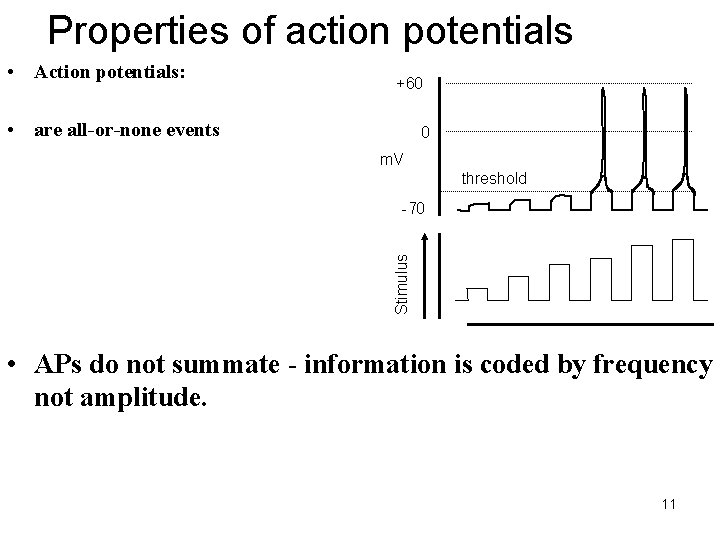 Properties of action potentials • Action potentials: +60 • are all-or-none events 0 m.