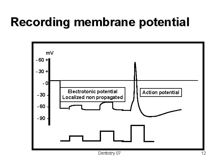 Recording membrane potential m. V - 60 + - 30 + -0 - 30