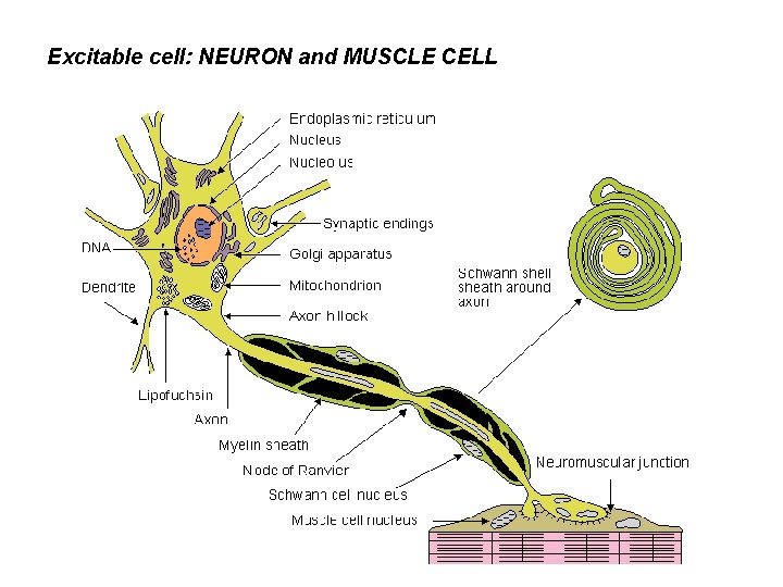 Excitable cell: NEURON and MUSCLE CELL 