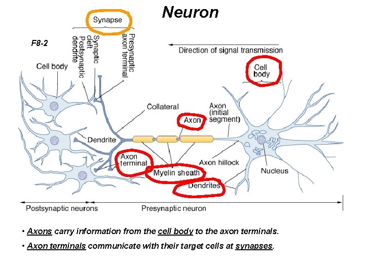 Neuron F 8 -2 • Axons carry information from the cell body to the