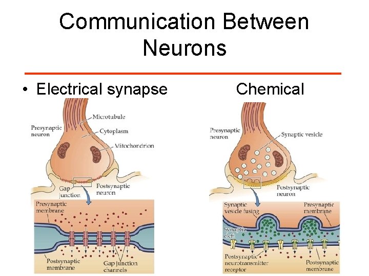 Communication Between Neurons • Electrical synapse Chemical 