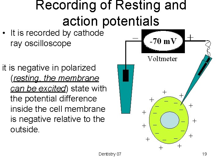 Recording of Resting and action potentials • It is recorded by cathode ray oscilloscope