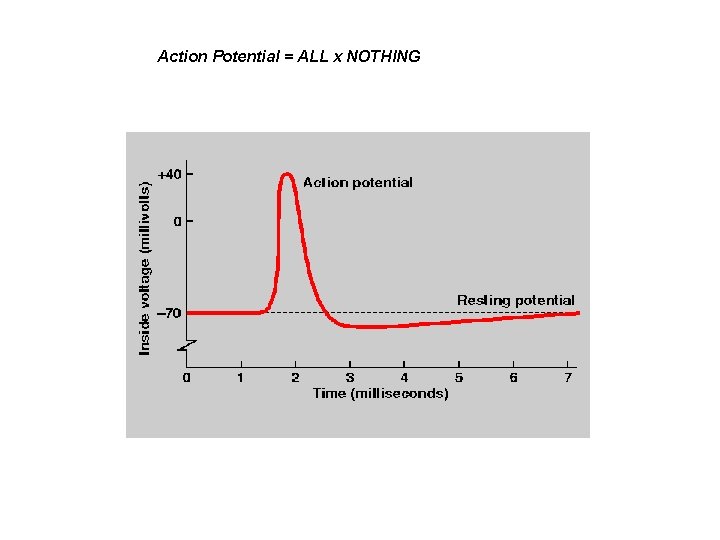 Action Potential = ALL x NOTHING 