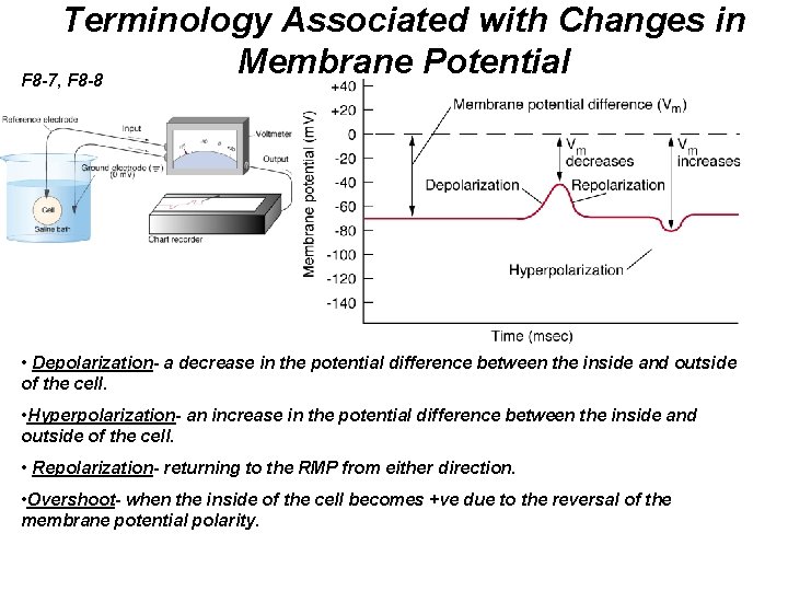 Terminology Associated with Changes in Membrane Potential F 8 -7, F 8 -8 •