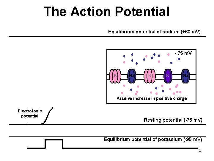 The Action Potential Equilibrium potential of sodium (+60 m. V) - 75 m. V