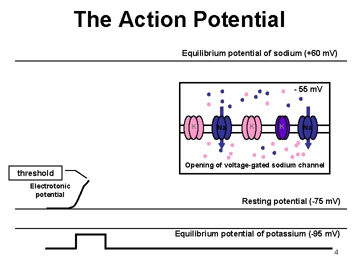 The Action Potential Equilibrium potential of sodium (+60 m. V) - 55 m. V
