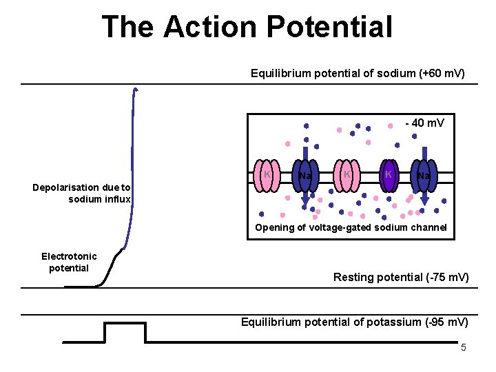 The Action Potential Equilibrium potential of sodium (+60 m. V) - 40 m. V