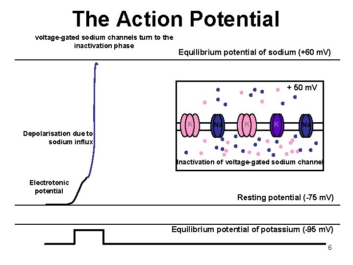 The Action Potential voltage-gated sodium channels turn to the inactivation phase Equilibrium potential of