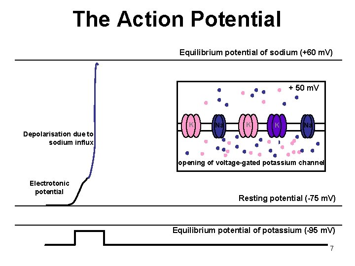 The Action Potential Equilibrium potential of sodium (+60 m. V) + 50 m. V