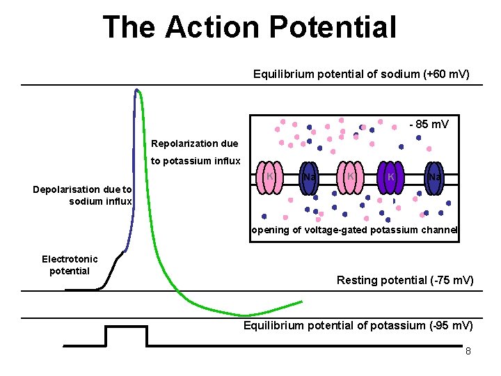 The Action Potential Equilibrium potential of sodium (+60 m. V) - 85 m. V