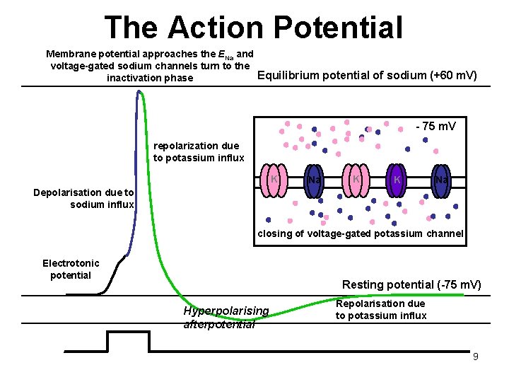 The Action Potential Membrane potential approaches the ENa and voltage-gated sodium channels turn to