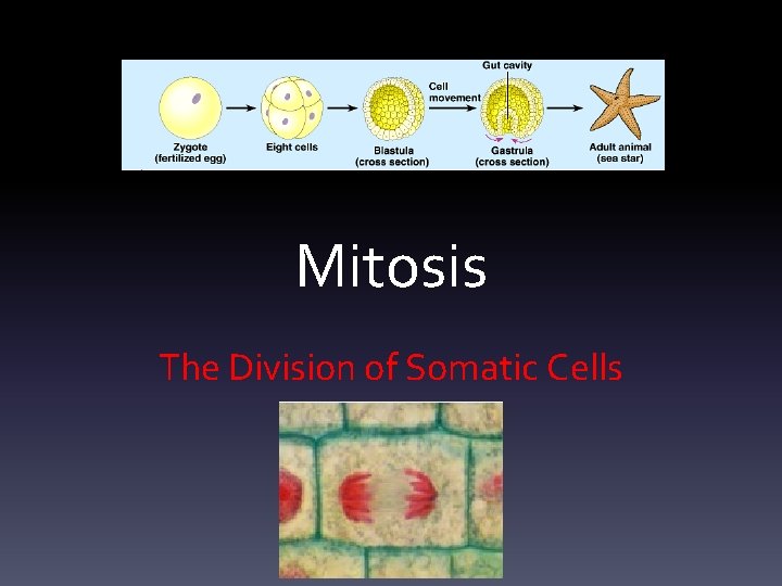 Mitosis The Division of Somatic Cells 