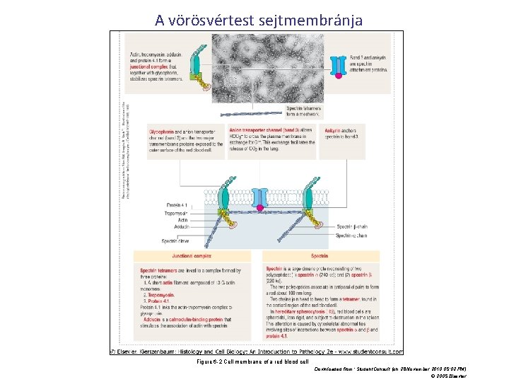 A vörösvértest sejtmembránja Figure 6 -2 Cell membrane of a red blood cell Downloaded