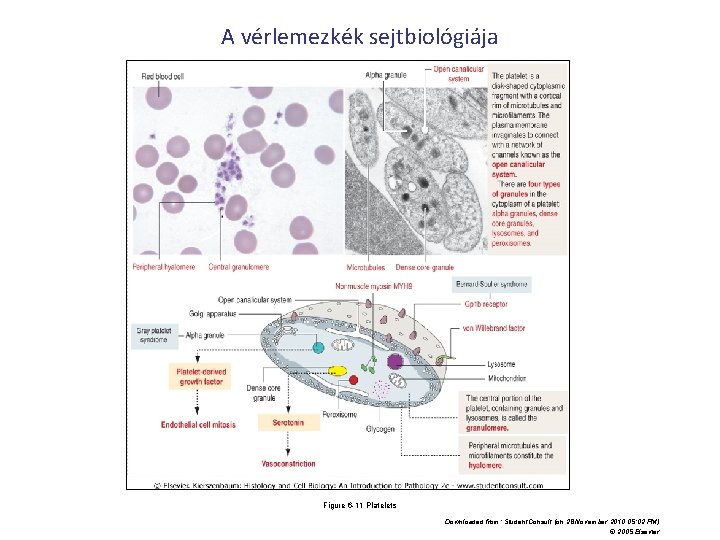 A vérlemezkék sejtbiológiája Figure 6 -11 Platelets Downloaded from: Student. Consult (on 28 November