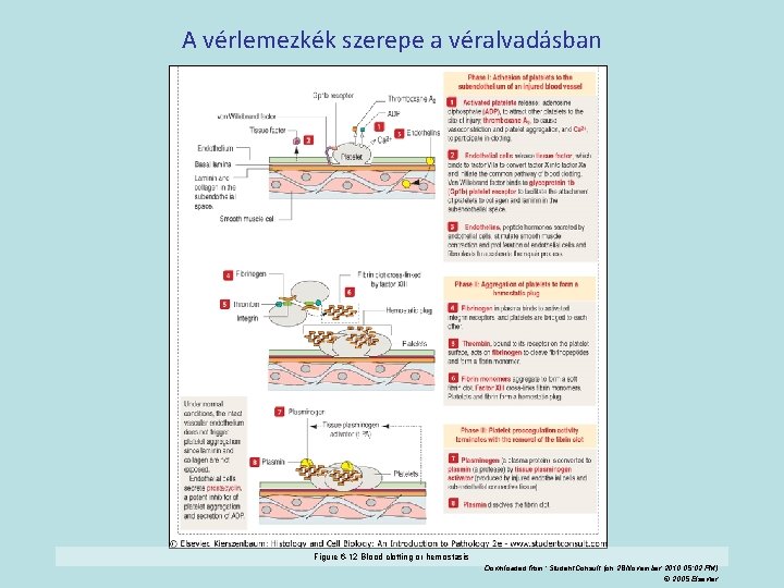 A vérlemezkék szerepe a véralvadásban Figure 6 -12 Blood clotting or hemostasis Downloaded from: