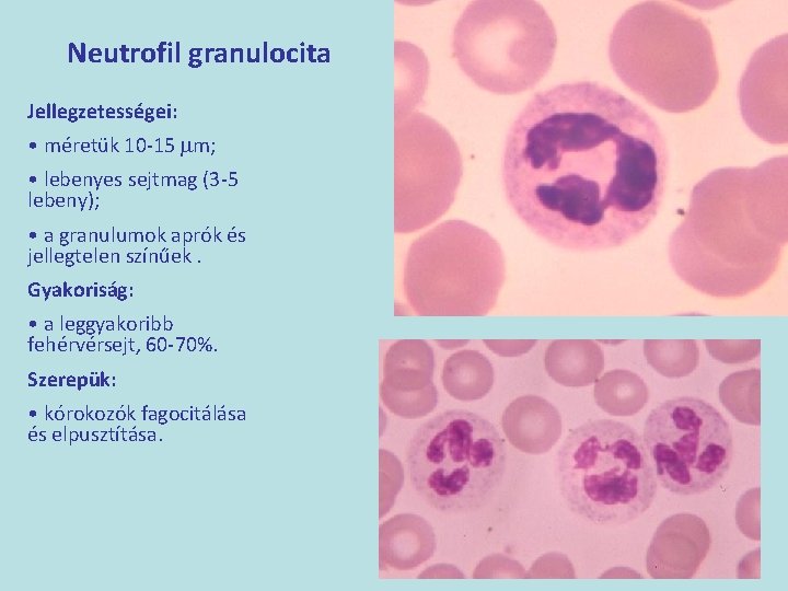 Neutrofil granulocita Jellegzetességei: • méretük 10 -15 mm; • lebenyes sejtmag (3 -5 lebeny);