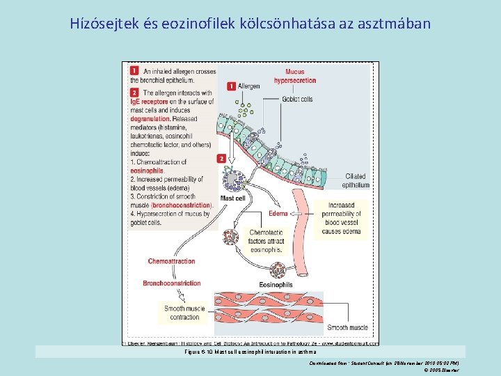 Hízósejtek és eozinofilek kölcsönhatása az asztmában Figure 6 -10 Mast cell-eosinophil interaction in asthma