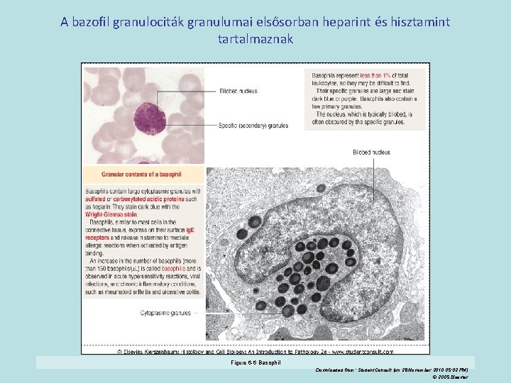 A bazofil granulociták granulumai elsősorban heparint és hisztamint tartalmaznak Figure 6 -6 Basophil Downloaded