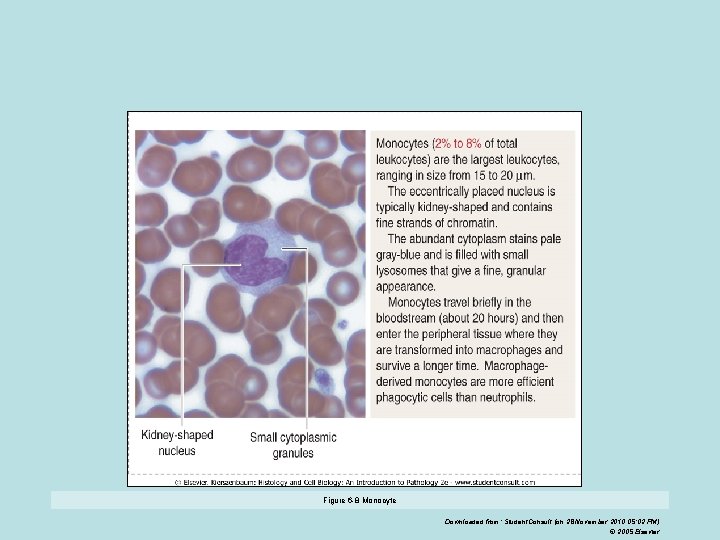 Figure 6 -8 Monocyte Downloaded from: Student. Consult (on 28 November 2010 05: 02