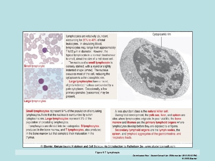 Figure 6 -7 Lymphocyte Downloaded from: Student. Consult (on 28 November 2010 05: 02