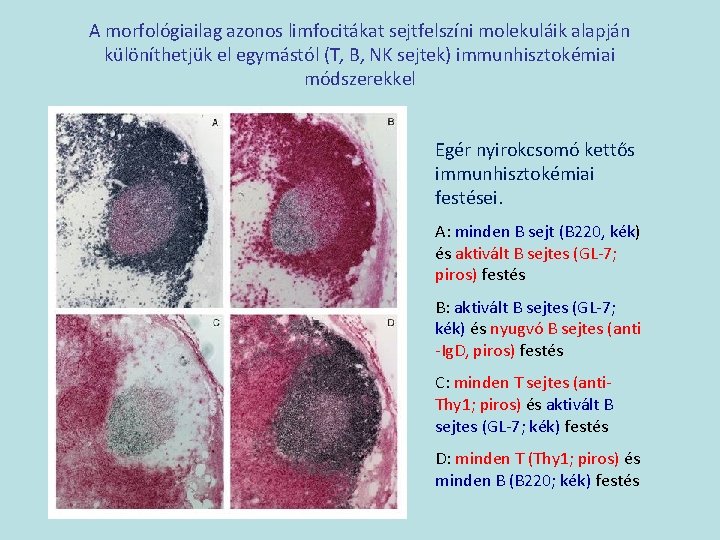 A morfológiailag azonos limfocitákat sejtfelszíni molekuláik alapján különíthetjük el egymástól (T, B, NK sejtek)