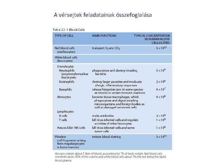 A vérsejtek feladatainak összefoglalása 