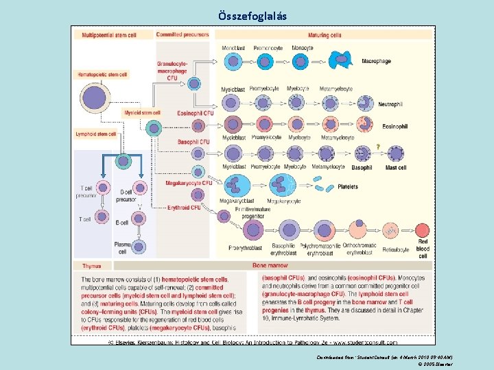 Összefoglalás Downloaded from: Student. Consult (on 4 March 2010 09: 40 AM) © 2005