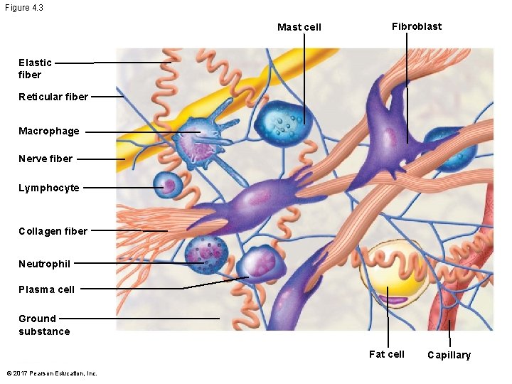 Figure 4. 3 Mast cell Fibroblast Elastic fiber Reticular fiber Macrophage Nerve fiber Lymphocyte Figure 4. 3 Mast cell Fibroblast Elastic fiber Reticular fiber Macrophage Nerve fiber Lymphocyte