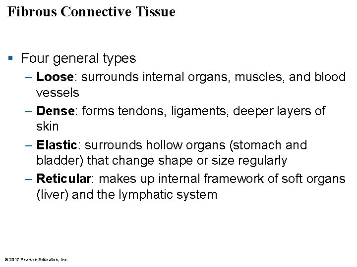 Fibrous Connective Tissue § Four general types – Loose: surrounds internal organs, muscles, and Fibrous Connective Tissue § Four general types – Loose: surrounds internal organs, muscles, and
