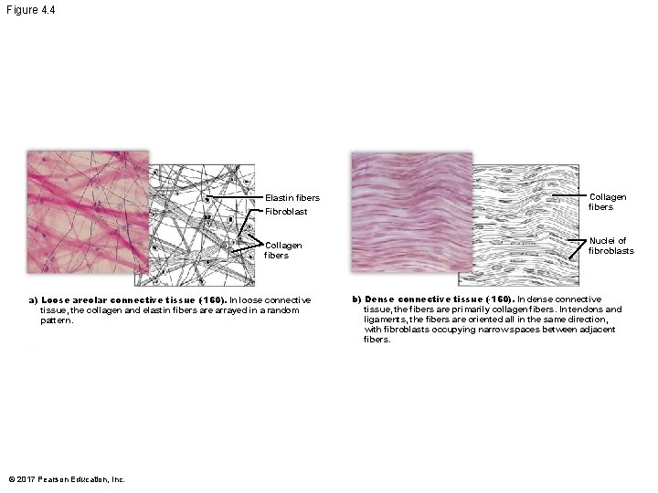 Figure 4. 4 Elastin fibers Fibroblast Collagen fibers a) Loose areolar connective tissue (× Figure 4. 4 Elastin fibers Fibroblast Collagen fibers a) Loose areolar connective tissue (×