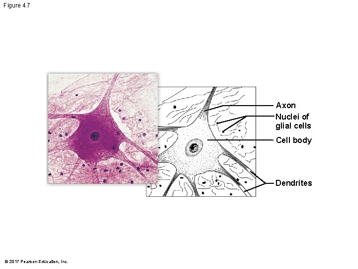 Figure 4. 7 Axon Nuclei of glial cells Cell body Dendrites © 2017 Pearson Figure 4. 7 Axon Nuclei of glial cells Cell body Dendrites © 2017 Pearson
