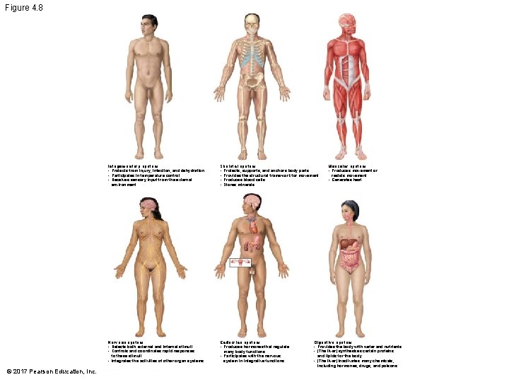 Figure 4. 8 Integumentary system • Protects from injury, infection, and dehydration • Participates Figure 4. 8 Integumentary system • Protects from injury, infection, and dehydration • Participates