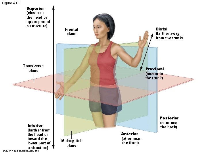 Figure 4. 10 Superior (closer to the head or upper part of a structure) Figure 4. 10 Superior (closer to the head or upper part of a structure)