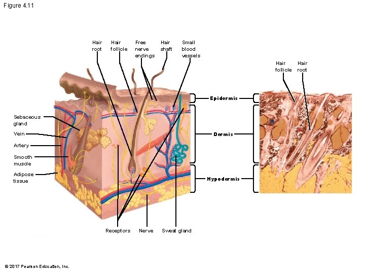 Figure 4. 11 Hair root Hair follicle Free nerve endings Hair shaft Small blood Figure 4. 11 Hair root Hair follicle Free nerve endings Hair shaft Small blood