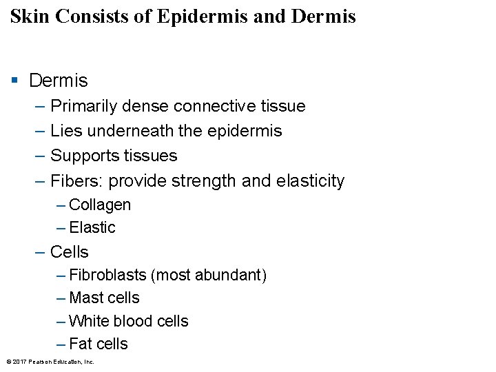 Skin Consists of Epidermis and Dermis § Dermis – – Primarily dense connective tissue Skin Consists of Epidermis and Dermis § Dermis – – Primarily dense connective tissue