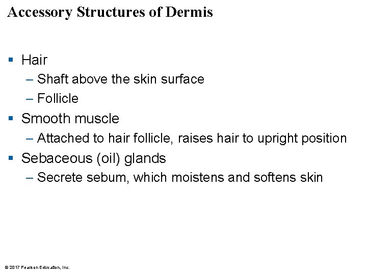 Accessory Structures of Dermis § Hair – Shaft above the skin surface – Follicle Accessory Structures of Dermis § Hair – Shaft above the skin surface – Follicle