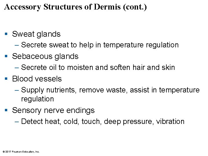 Accessory Structures of Dermis (cont. ) § Sweat glands – Secrete sweat to help Accessory Structures of Dermis (cont. ) § Sweat glands – Secrete sweat to help