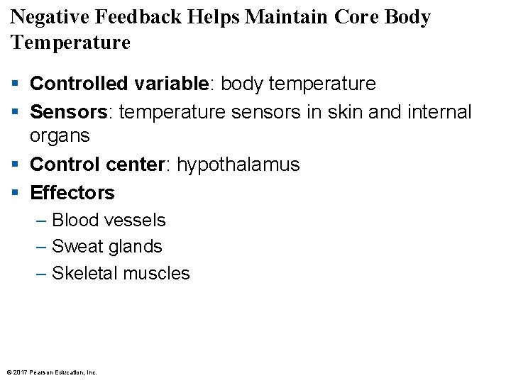 Negative Feedback Helps Maintain Core Body Temperature § Controlled variable: body temperature § Sensors: Negative Feedback Helps Maintain Core Body Temperature § Controlled variable: body temperature § Sensors: