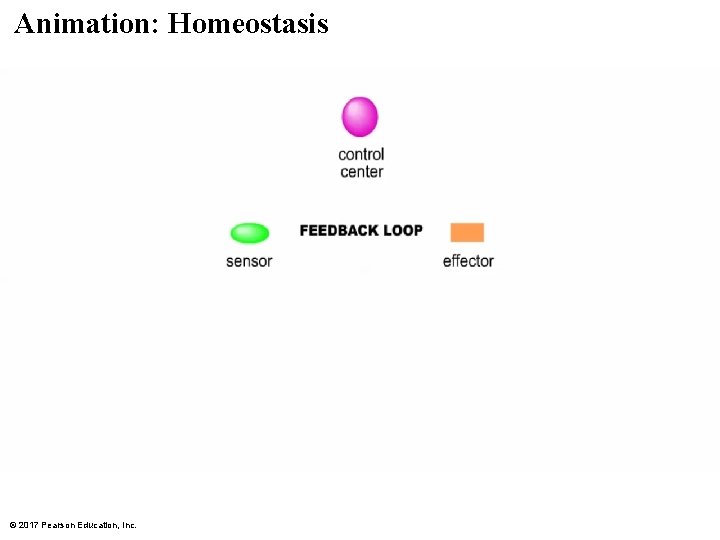 Animation: Homeostasis © 2017 Pearson Education, Inc. Animation: Homeostasis © 2017 Pearson Education, Inc.