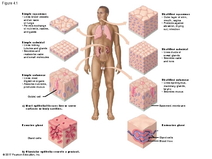 Figure 4. 1 Simple squamous • Lines blood vessels and air sacs of lungs Figure 4. 1 Simple squamous • Lines blood vessels and air sacs of lungs