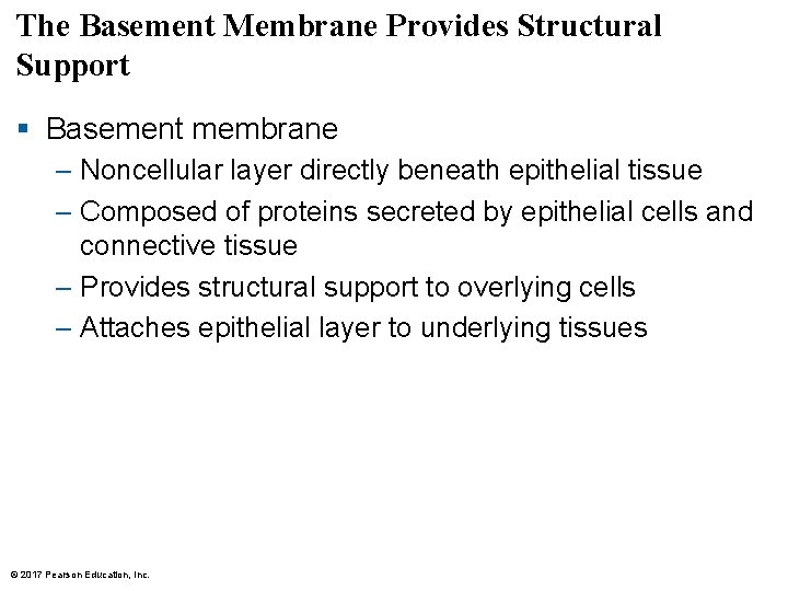The Basement Membrane Provides Structural Support § Basement membrane – Noncellular layer directly beneath The Basement Membrane Provides Structural Support § Basement membrane – Noncellular layer directly beneath