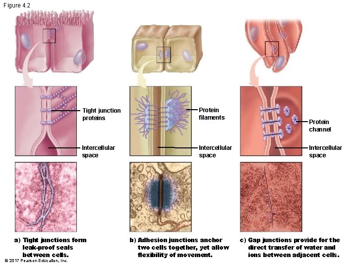 Figure 4. 2 Tight junction proteins Protein filaments Intercellular space a) Tight junctions form Figure 4. 2 Tight junction proteins Protein filaments Intercellular space a) Tight junctions form