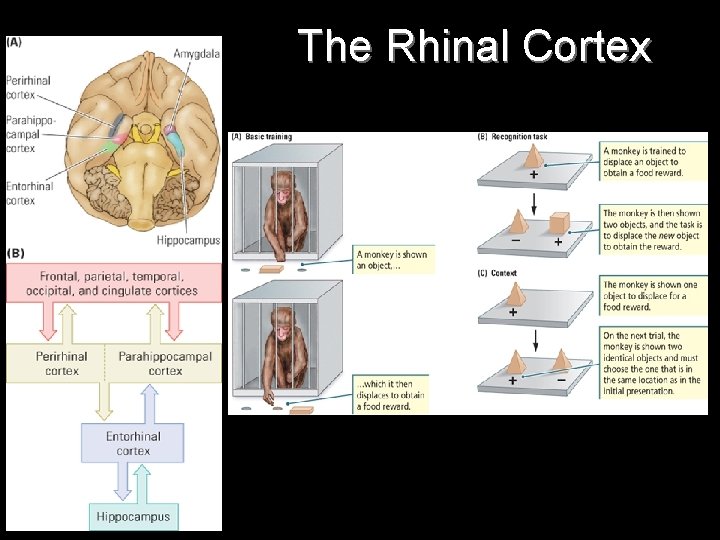 The Rhinal Cortex 